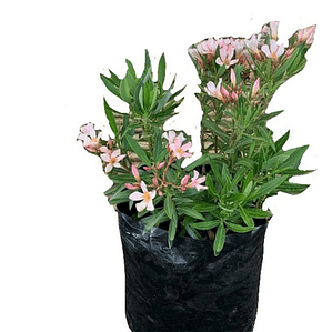 Laurel Enano De Flor Damasco Arbusto Ornamental