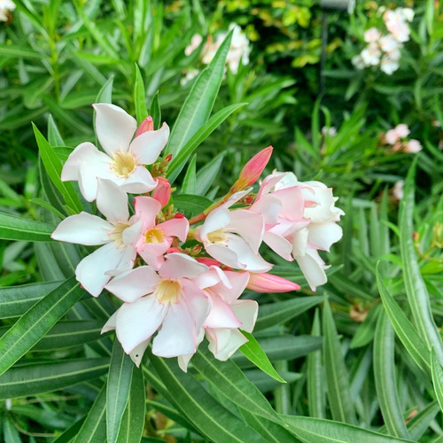 Laurel Enano De Flor Damasco Arbusto Ornamental 2