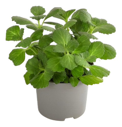 Dólar Verde Planta Interior Ornamental Macetero 1