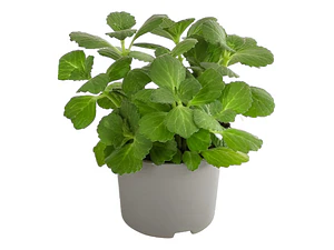 Dólar Verde Planta Interior Ornamental Macetero