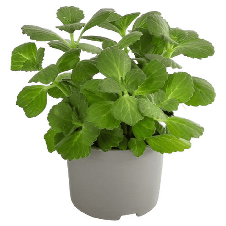 Dólar Verde Planta Interior Ornamental Macetero 1