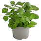 Dólar Verde Planta Interior Ornamental Macetero - Miniatura 1