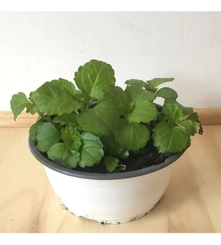 Dólar Verde Planta Interior Ornamental Macetero 2