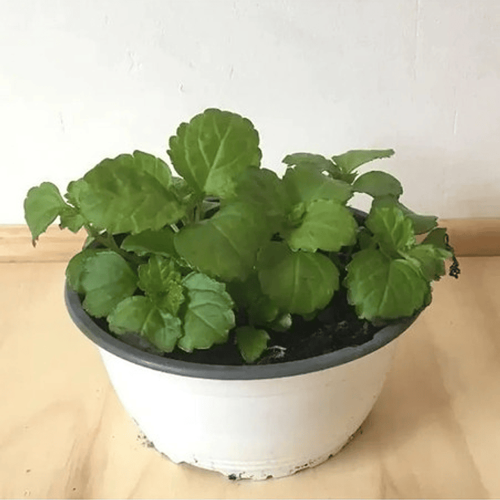 Dólar Verde Planta Interior Ornamental Macetero 2