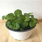 Dólar Verde Planta Interior Ornamental Macetero - Miniatura 2