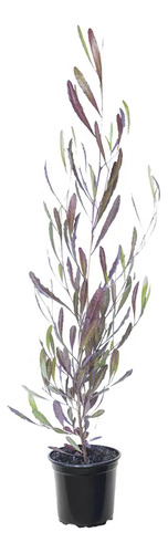 Esternocarpus / Stenocarpus / Arbusto Ornamental 1
