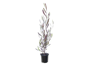 Esternocarpus / Stenocarpus / Arbusto Ornamental