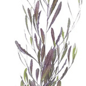 Esternocarpus / Stenocarpus / Arbusto Ornamental