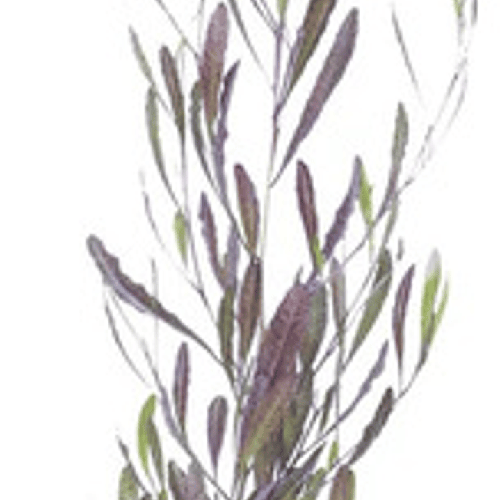 Esternocarpus / Stenocarpus / Arbusto Ornamental 1