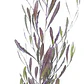 Esternocarpus / Stenocarpus / Arbusto Ornamental - Miniatura 1