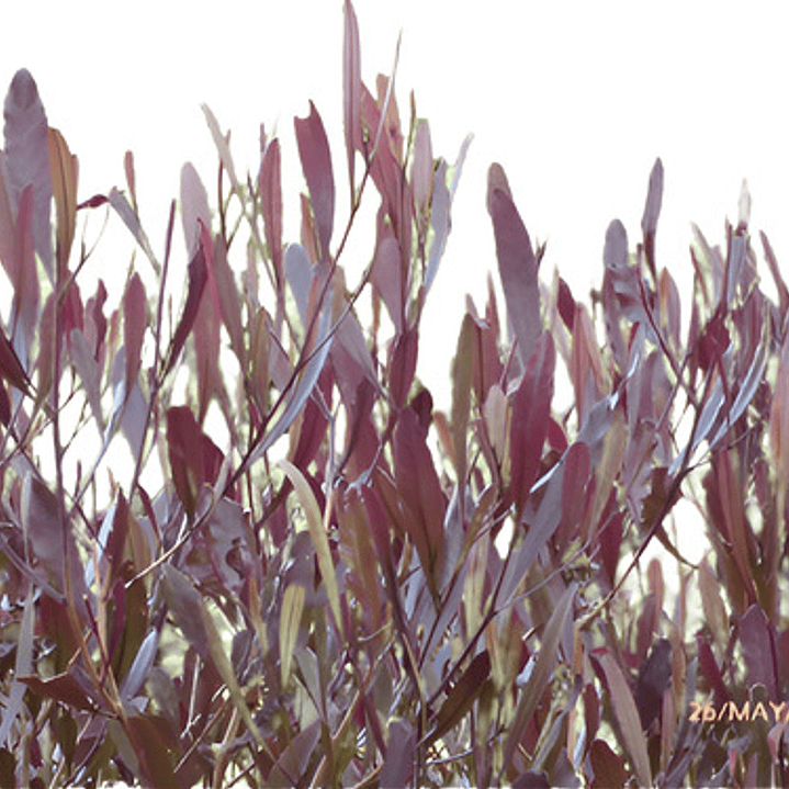 Esternocarpus / Stenocarpus / Arbusto Ornamental 2