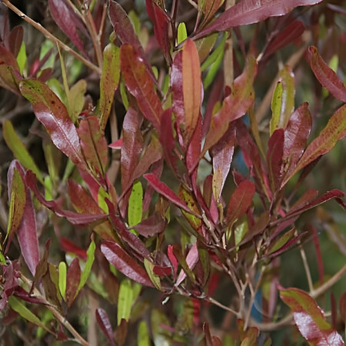 Esternocarpus / Stenocarpus / Arbusto Ornamental 3