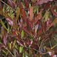 Esternocarpus / Stenocarpus / Arbusto Ornamental - Miniatura 3