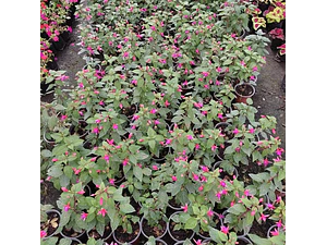 Fucsia Pequeña En Macetero Arbusto Pequeño Ornamental