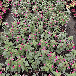 Fucsia Pequeña En Macetero Arbusto Pequeño Ornamental