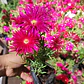 Pack 10 Rayitos De Sol Fucsia Planta Ornamental Flor - Miniatura 2