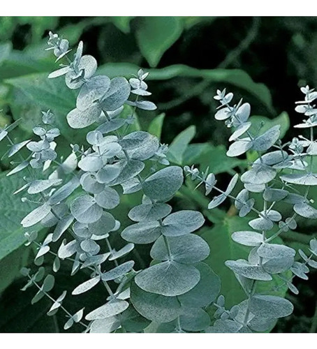 Eucalipto Dólar Plateado Eucalyptus Cinerea Árbol Ornamental 1