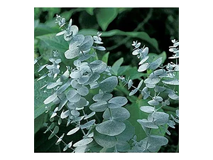 Eucalipto Dólar Plateado Eucalyptus Cinerea Árbol Ornamental