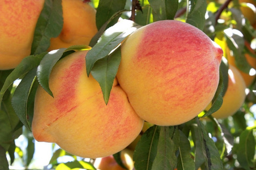 Durazno Dr Davis / Conservero / Árbol Frutal Injertado 2