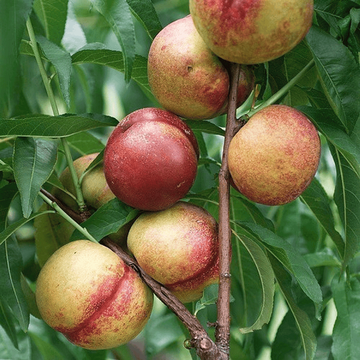 Durazno Nectarín Platano / Árbol Frutal Injertado 2