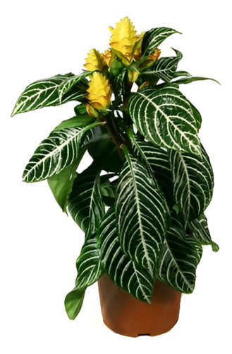 Aphelandra Squarrosa Afelandra S Planta Interior  1