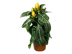 Aphelandra Squarrosa Afelandra S Planta Interior 