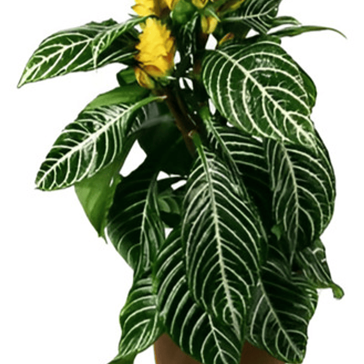 Aphelandra Squarrosa Afelandra S Planta Interior  1