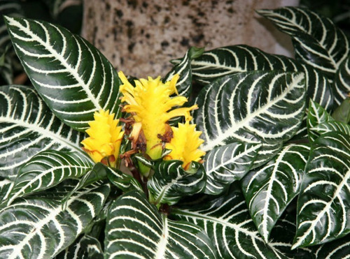 Aphelandra Squarrosa Afelandra S Planta Interior  2