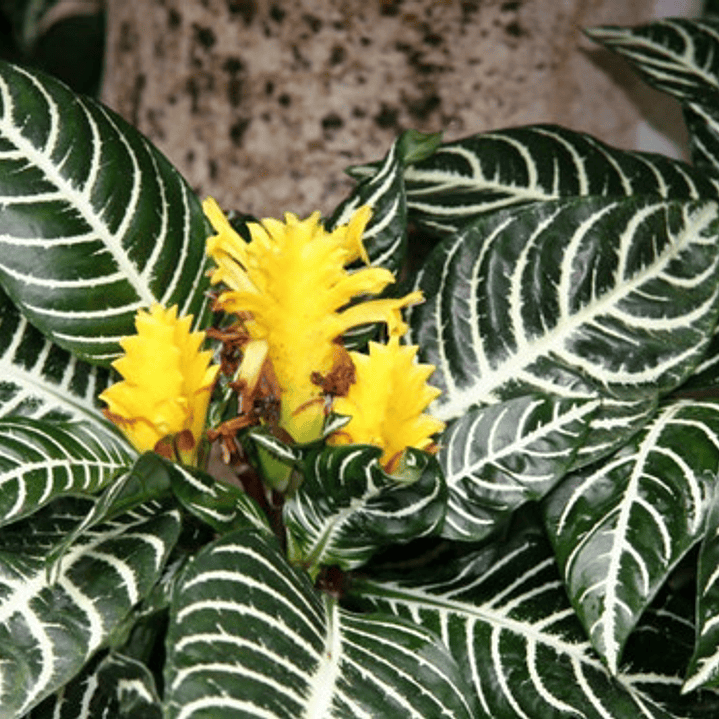 Aphelandra Squarrosa Afelandra S Planta Interior  2