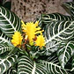 Aphelandra Squarrosa Afelandra S Planta Interior  - Miniatura 2