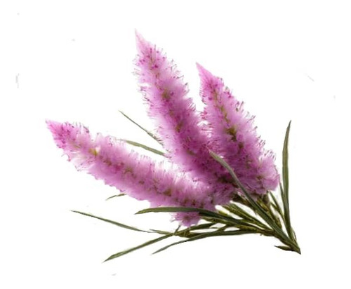 Flor De La Pluma Xl Wisteria Arbusto Trepador Ornamental  1