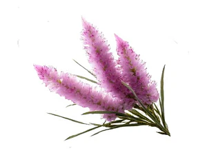 Flor De La Pluma Xl Wisteria Arbusto Trepador Ornamental 