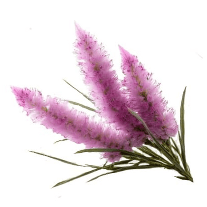 Flor De La Pluma Xl Wisteria Arbusto Trepador Ornamental  1