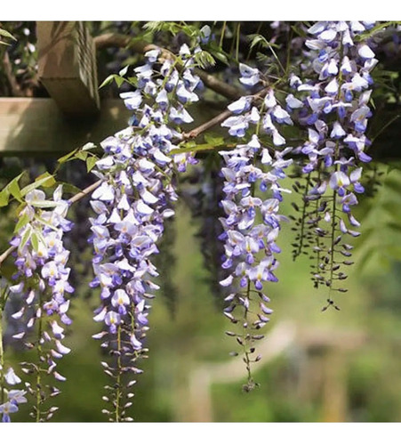 Flor De La Pluma Xl Wisteria Arbusto Trepador Ornamental  2