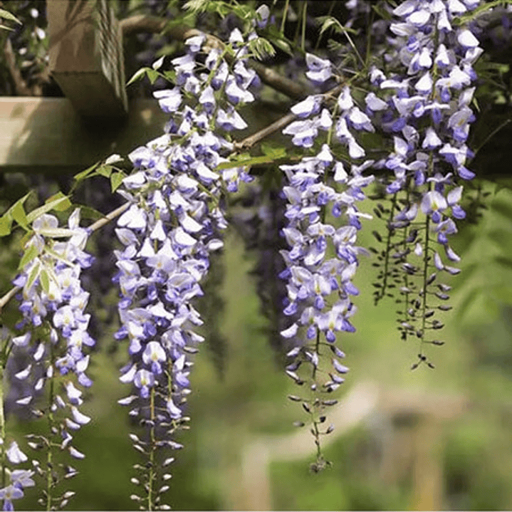 Flor De La Pluma Xl Wisteria Arbusto Trepador Ornamental  2