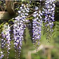 Flor De La Pluma Xl Wisteria Arbusto Trepador Ornamental  - Miniatura 2
