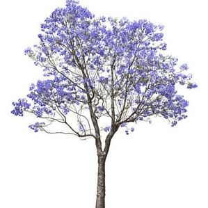 Jacarandá Xl / Árbol De 2 Metros / Planta Ornamental