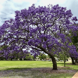 Jacarandá Xl / Árbol De 3 Metros / Planta Ornamental