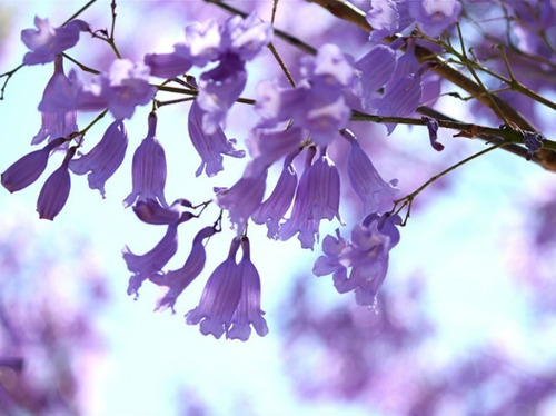 Jacarandá Xl / Árbol De 3 Metros / Planta Ornamental 2