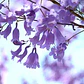 Jacarandá Xl / Árbol De 3 Metros / Planta Ornamental - Miniatura 2