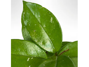 Clepia La Hoya Flor De Cera Trepadora Pequeña Ornamental