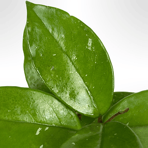 Clepia La Hoya Flor De Cera Trepadora Pequeña Ornamental