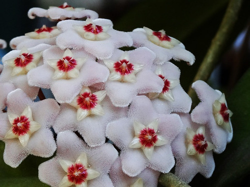 Clepia La Hoya Flor De Cera Trepadora Pequeña Ornamental 2