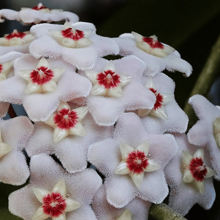 Clepia La Hoya Flor De Cera Trepadora Pequeña Ornamental 2