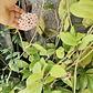 Clepia La Hoya Flor De Cera Trepadora Pequeña Ornamental - Miniatura 3