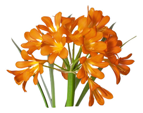 Clivia Naranja Planta Flor Ornamental 1