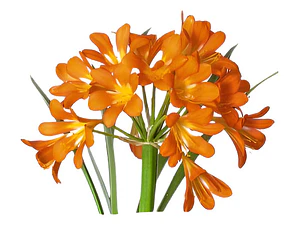Clivia Naranja Planta Flor Ornamental