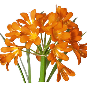 Clivia Naranja Planta Flor Ornamental