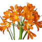 Clivia Naranja Planta Flor Ornamental - Miniatura 1