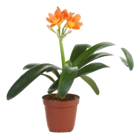 Clivia Naranja Planta Flor Ornamental 2